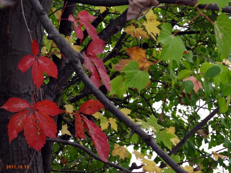 Fall colors close-up 秋色