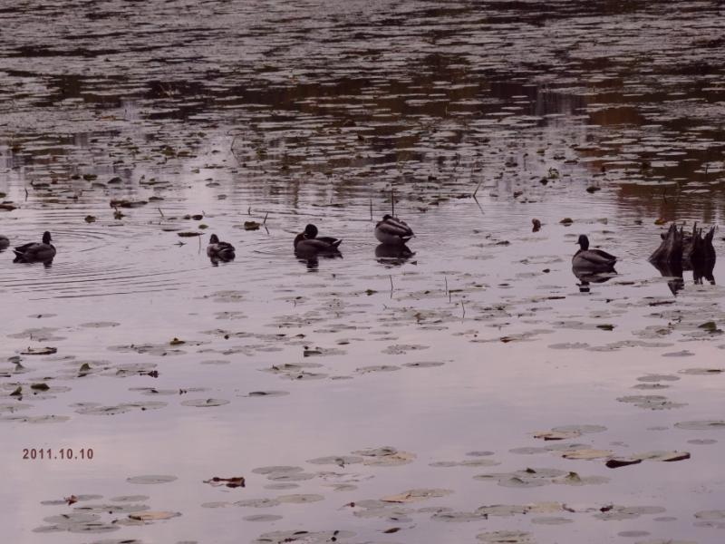 Foraging ducks