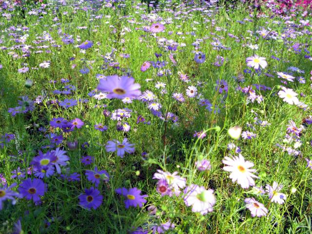 03. A sight inside the Greenery.jpg