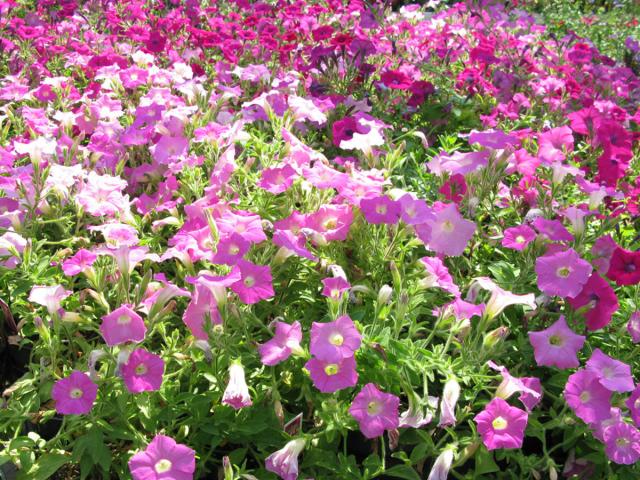 04. Another sight inside the Greenery.jpg