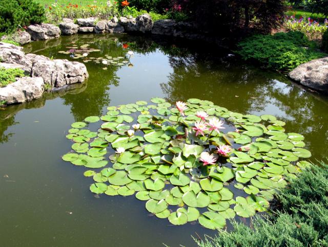 07. The Lilliy pond.jpg