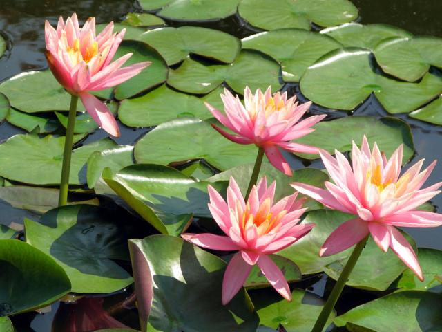 08. The lillies.jpg