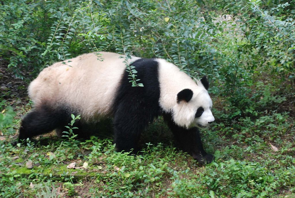 panda1295.JPG