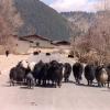 On Our Way to Shudu Lake
