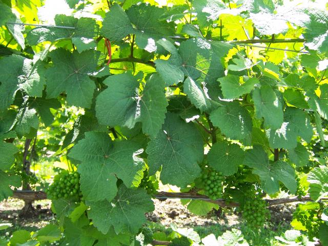 100_0934.JPG