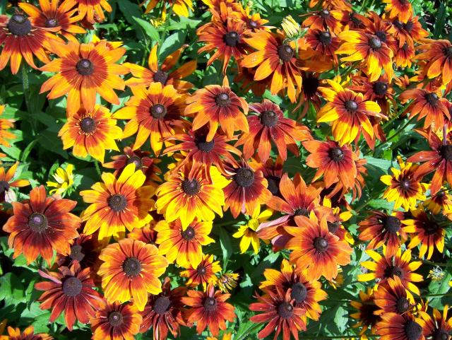 100_1018.JPG