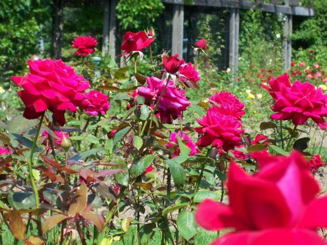 100_1058.JPG