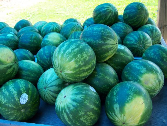 100_1081.JPG
