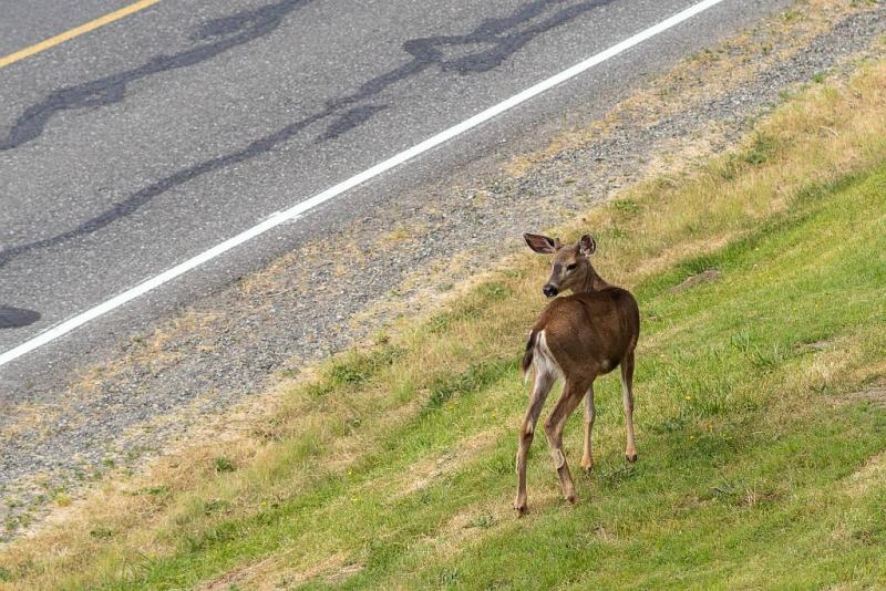 bell 480 deer.jpg