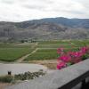 Burrowing Owl Vineyard at Oliver, BC