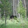 Look! Mom! .....  a black bear!