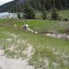 Herd of mountain goats
