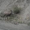 Skinny mountain goat