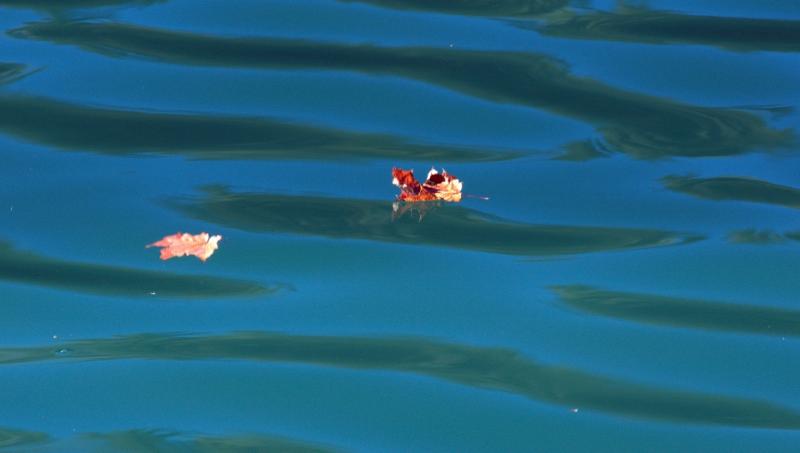 Leaves on blue water 浮生