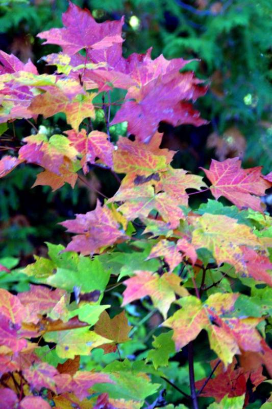 Foliage colors 红楓