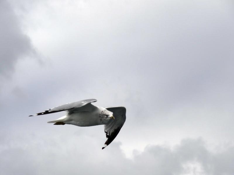Jonathan Livingston