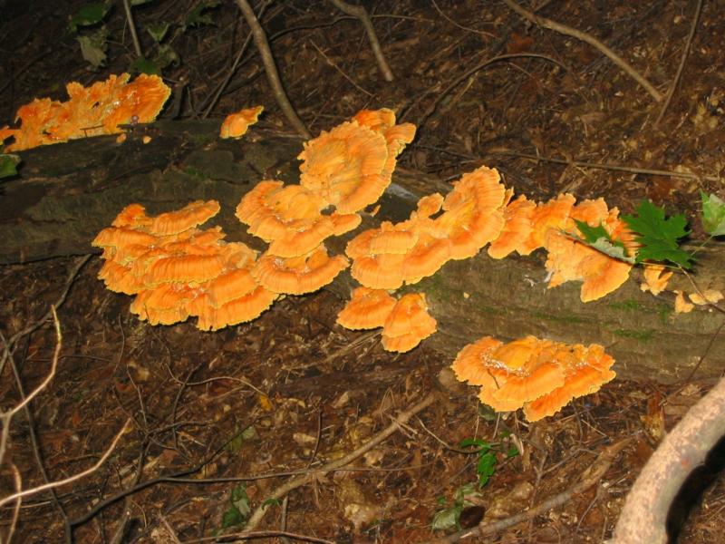 OrangeLichen