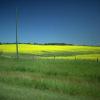 MILES AND MILES OF CANOLA
